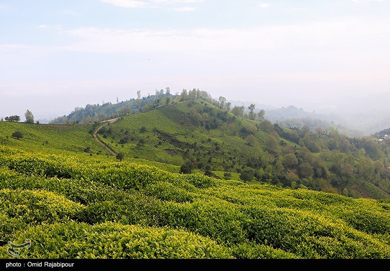زمین های باغی